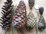 summer photograph naaldboomvergelijk-dennenimg_3268.jpg