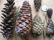 summer photograph naaldboomvergelijk-dennenimg_3269.jpg