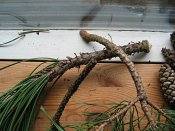 summer photograph naaldboomvergelijk-dennenimg_3271.jpg