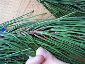 summer photograph naaldboomvergelijk-dennenimg_3272.jpg