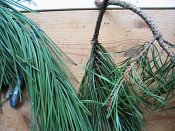 summer photograph naaldboomvergelijk-dennenimg_3273.jpg