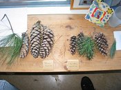 summer photograph naaldboomvergelijk-dennenimg_4315.jpg