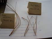 summer photograph naaldboomvergelijk-dennenimg_4317.jpg