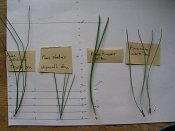 summer photograph naaldboomvergelijk-dennenimg_4320.jpg