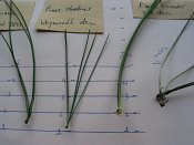 summer photograph naaldboomvergelijk-dennenimg_4321.jpg