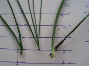 summer photograph naaldboomvergelijk-dennenimg_4325.jpg