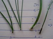 summer photograph naaldboomvergelijk-dennenimg_4326.jpg