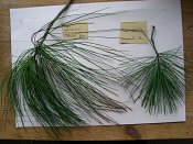 summer photograph naaldboomvergelijk-dennenimg_4327.jpg