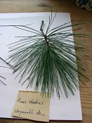 summer photograph naaldboomvergelijk-dennenimg_4328.jpg