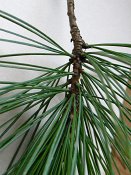 summer photograph naaldboomvergelijk-dennenimg_4329.jpg