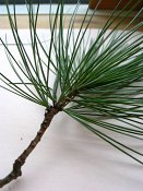 summer photograph naaldboomvergelijk-dennenimg_4330.jpg