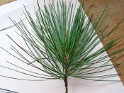 summer photograph naaldboomvergelijk-dennenimg_4331.jpg