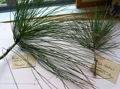 summer photograph naaldboomvergelijk-dennenimg_4344.jpg