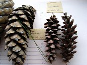 summer photograph naaldboomvergelijk-dennenimg_4345.jpg