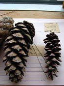 summer photograph naaldboomvergelijk-dennenimg_4346.jpg