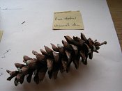 summer photograph naaldboomvergelijk-dennenimg_4347.jpg