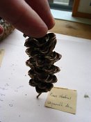 summer photograph naaldboomvergelijk-dennenimg_4357.jpg