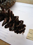 summer photograph naaldboomvergelijk-dennenimg_4358.jpg