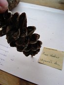 summer photograph naaldboomvergelijk-dennenimg_4359.jpg