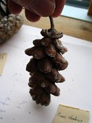 summer photograph naaldboomvergelijk-dennenimg_4360.jpg