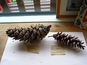 summer photograph naaldboomvergelijk-dennenimg_4361.jpg