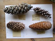 summer photograph naaldboomvergelijk-dennenimg_4362.jpg