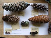 summer photograph naaldboomvergelijk-dennenimg_4364.jpg