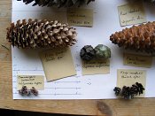 summer photograph naaldboomvergelijk-dennenimg_4365.jpg