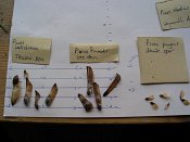 summer photograph naaldboomvergelijk-dennenimg_4367.jpg