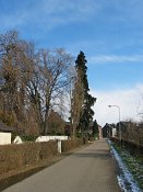 summer photograph onbekende_cypres__cupresses_spec__Unknown_cypressimg_3541.jpg