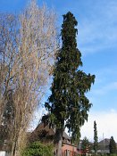 summer photograph onbekende_cypres__cupresses_spec__Unknown_cypressimg_3542.jpg