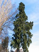 summer photograph onbekende_cypres__cupresses_spec__Unknown_cypressimg_3543.jpg