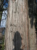 summer photograph onbekende_cypres__cupresses_spec__Unknown_cypressimg_3544.jpg