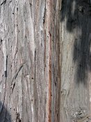 summer photograph onbekende_cypres__cupresses_spec__Unknown_cypressimg_3545.jpg