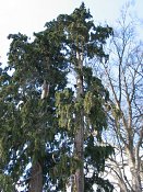 summer photograph onbekende_cypres__cupresses_spec__Unknown_cypressimg_3547.jpg