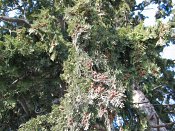 summer photograph onbekende_cypres__cupresses_spec__Unknown_cypressimg_3548.jpg