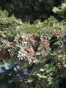 summer photograph onbekende_cypres__cupresses_spec__Unknown_cypressimg_3549.jpg