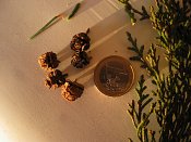 summer photograph onbekende_cypres__cupresses_spec__Unknown_cypressimg_3589.jpg