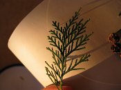 summer photograph onbekende_cypres__cupresses_spec__Unknown_cypressimg_3594.jpg