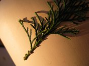 summer photograph onbekende_cypres__cupresses_spec__Unknown_cypressimg_3595.jpg