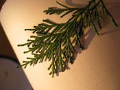 summer photograph onbekende_cypres__cupresses_spec__Unknown_cypressimg_3596.jpg