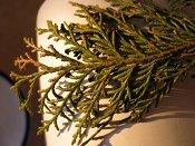 summer photograph onbekende_cypres__cupresses_spec__Unknown_cypressimg_3597.jpg