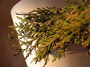 summer photograph onbekende_cypres__cupresses_spec__Unknown_cypressimg_3598.jpg