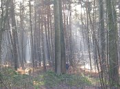 summer photograph walks-reichswaldimg_2377.jpg