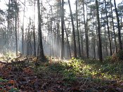 summer photograph walks-reichswaldimg_2378.jpg