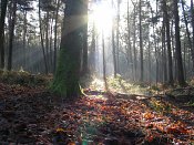 summer photograph walks-reichswaldimg_2380.jpg