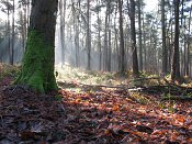 summer photograph walks-reichswaldimg_2381.jpg