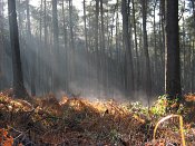 summer photograph walks-reichswaldimg_2384.jpg