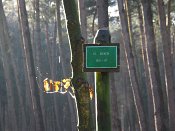 summer photograph walks-reichswaldimg_2386.jpg