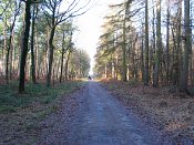 summer photograph walks-reichswaldimg_2403.jpg